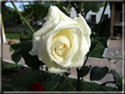 foto Rose